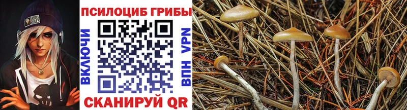 Купить где  Инза  Псилоцибиновые грибы мицелий 